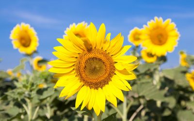 ELOKUU KUUKAUSIKIRJE